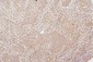 Anti-HMGB1 Antibody Picoband™ (monoclonal, 5H3)